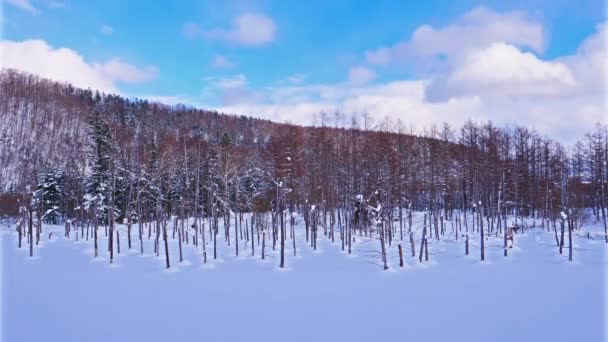 北海道美瑛の曇り空の日に凍る青い池をタイムラプス — ストック動画