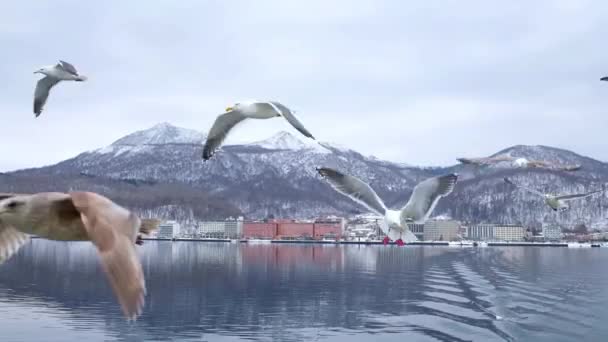 Boat Trip Lake Hokkaido People Feeding Seagulls — Stockvideo