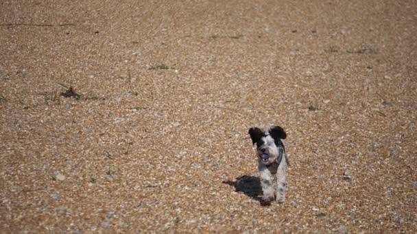 Uroczy Labradoodle Dog Biegający Żwirkowej Plaży Wielkiej Brytanii Piłką Ustach — Wideo stockowe