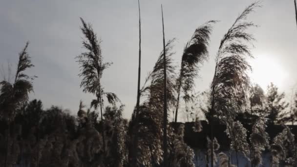 Tops Cat Tail Plants Rustling Wind — Vídeo de stock