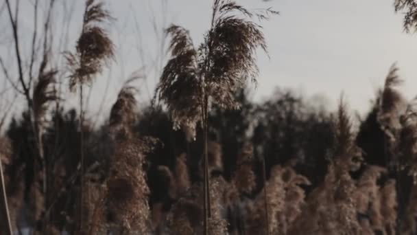 猫尾巴植物对背景树的齿状聚焦 — 图库视频影像