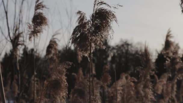 Toppen Van Kattenstaart Plant Zaden Blazend Wind — Stockvideo