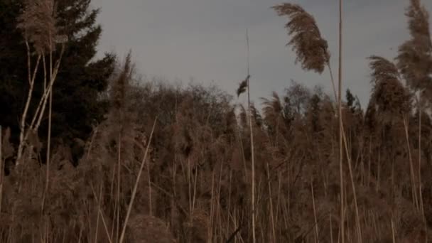 Kattenstaartplanten Waaien Wind — Stockvideo