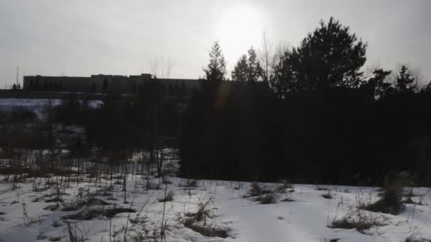 Пэддок Стрелял Дикой Тропе Городской Среде — стоковое видео