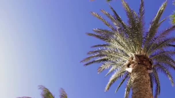 Horké Letní Slunce Palmami Modrou Oblohou — Stock video