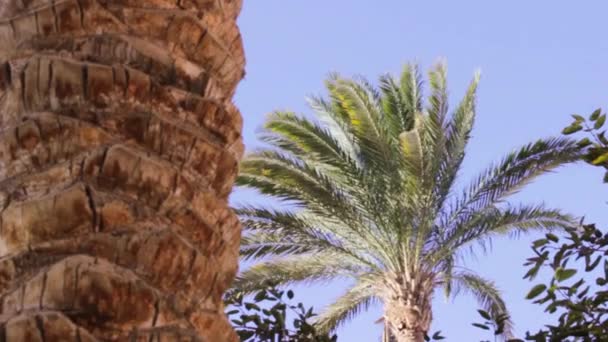 Tropikal Doğa Palmiye Ağaçları Mavi Gökyüzü Hurghada Mısır Seyahat — Stok video