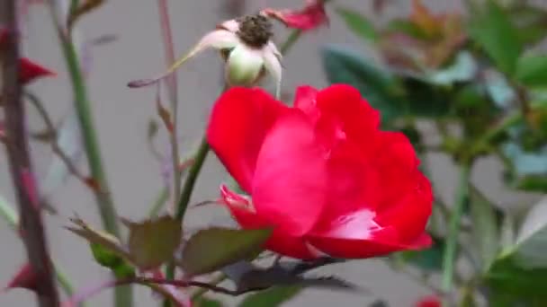 Red Rose Windy Day — Stock Video