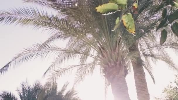 Palmeras Exóticas Bajo Sol Verano Destello Lente — Vídeo de stock