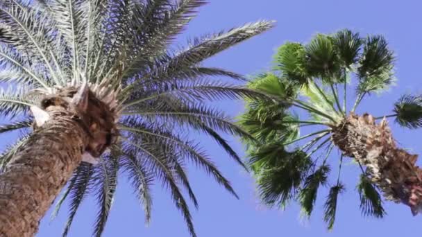 대추야자와 Trachycarpus Fortunei 야자나무에 배경에 — 비디오