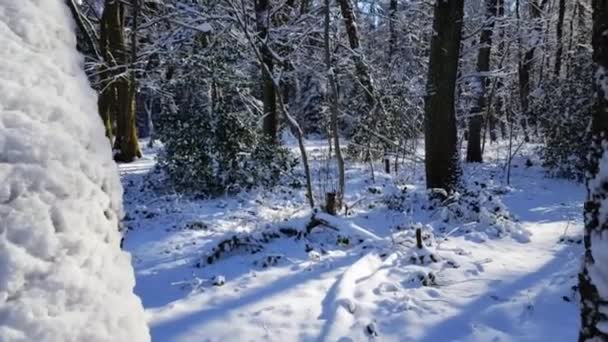 Heldere Dag Een Sneeuwwoud Grens Nederland Duitsland Winter Paradise — Stockvideo