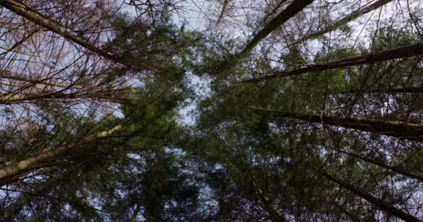 Aşağıdan Görünen Ağaçlar Aşağıdan Bakan Ağaçlar — Stok video