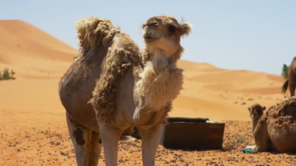 Foto Portátil Camelo Olhando Para Dunas Areia Merzouga Marrocos — Vídeo de Stock