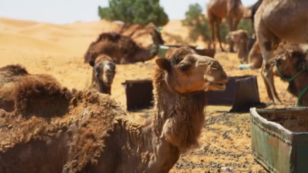 Herd Camels Village Merzouga Morocco Closeup Handheld Shot — Stock Video