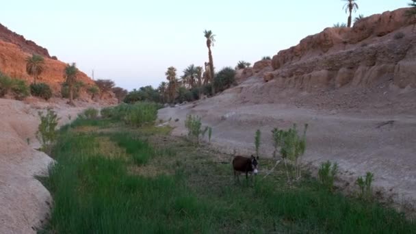 Small Oasis Donkey Sahara Desert Morocco Handheld Static Shot — Stock Video