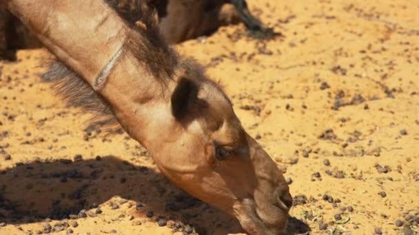 Primer Plano Camello Comiendo Merzouga Marruecos Disparo Cámara Lenta Mano — Vídeos de Stock