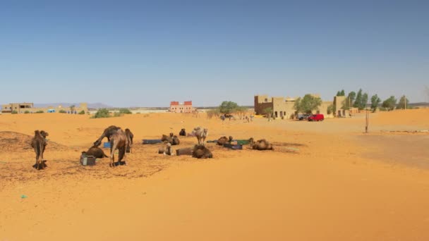 Flock Kameler Nära Merzouga Marocko Pan Höger Till Vänster — Stockvideo