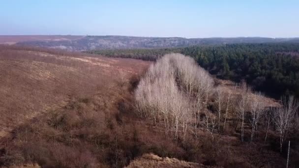 Повітряний Краєвид Соснами Березами Щсі Угорщина Європа — стокове відео