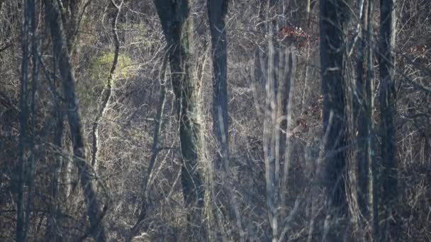 그림자는 나무가 우거진 곳에서 겨울이나 가을에 움직임으로 — 비디오