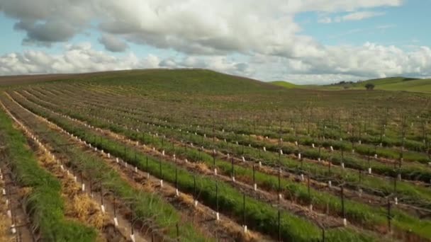 リバモアのドローンショットブドウ畑 カリフォルニアワインブドウ — ストック動画
