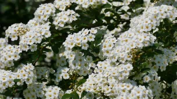 Blooming White Shrubs Closeup — Wideo stockowe