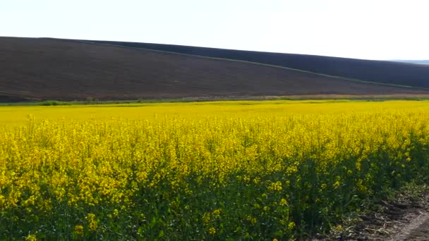 Champs Viols Fleurs Chemin Terre Beau Paysage Printanier — Video