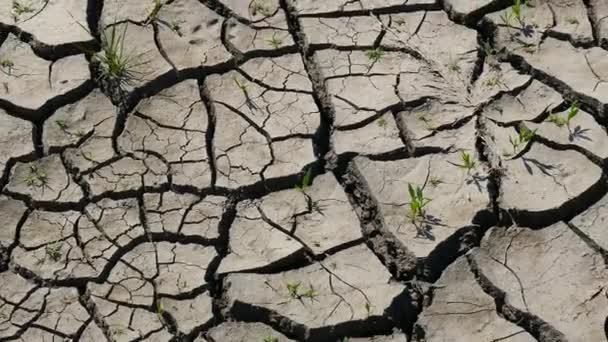 Hot Summer Getting Dry Earth Cracked — Stock Video