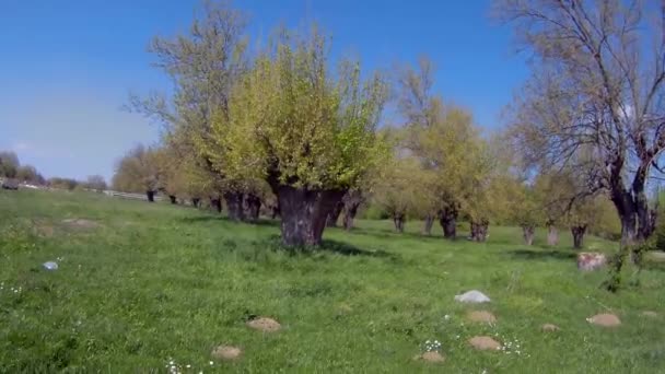 Mișcarea Laterală Jurul Duzilor Ciudați Iarbă Verde Proaspătă Peisaj Primăvară — Videoclip de stoc