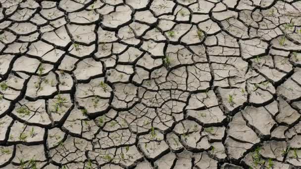 Heißer Sommer Wird Trocken Die Erde Hat Risse Bekommen — Stockvideo