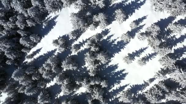 Aerial Shot Looking Top Snow Covered Pine Forest While Lifting — Stock Video