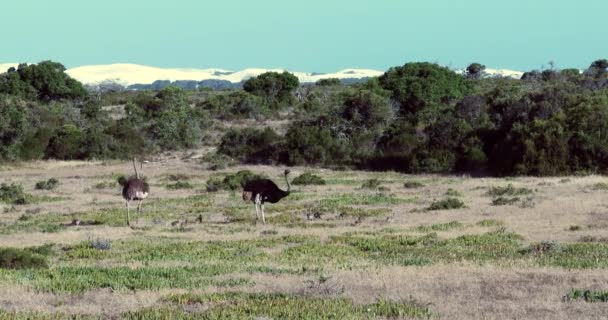 Par Avestruces Caminan Con Sus Polluelos Por Los Pastizales África — Vídeo de stock