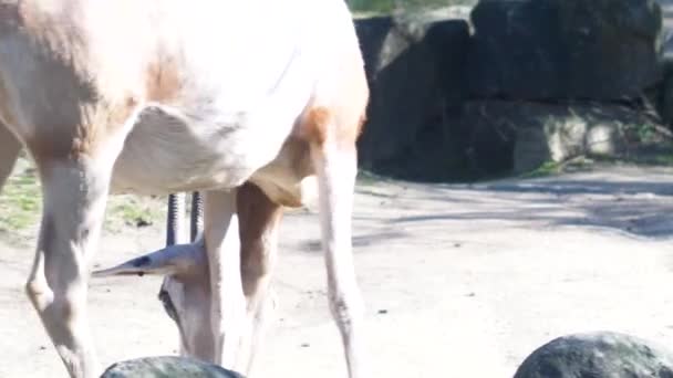 在一个美丽的阳光灿烂的日子里 一只羚羊走在附近 移动相机 — 图库视频影像