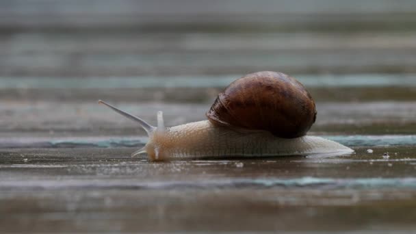 Caracol Jardín Moviéndose Derecha Izquierda Una Cubierta Madera Húmeda Cerrar — Vídeos de Stock