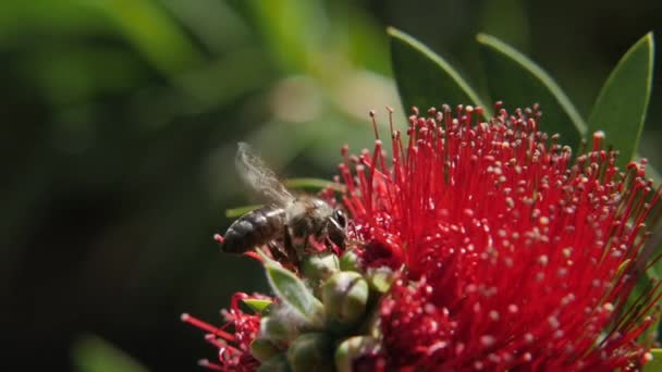 Dél Afrikában Egy Élénk Vörös Virág Körül Lebegő Méhecske Lezárja — Stock videók