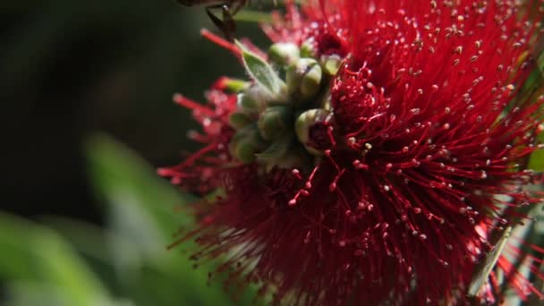 Uma Abelha Mel Competindo Com Formigas Uma Flor Vermelha Close — Vídeo de Stock