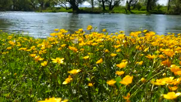 Wild Yellow Flowers River Bank Spring Flowers Fullwater River Motion — Stok video