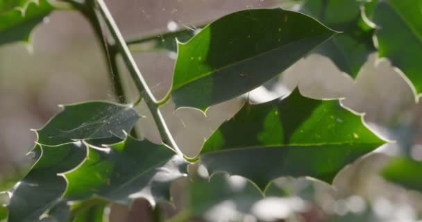 Planta Acebo Con Una Telaraña Entre Las Hojas — Vídeos de Stock