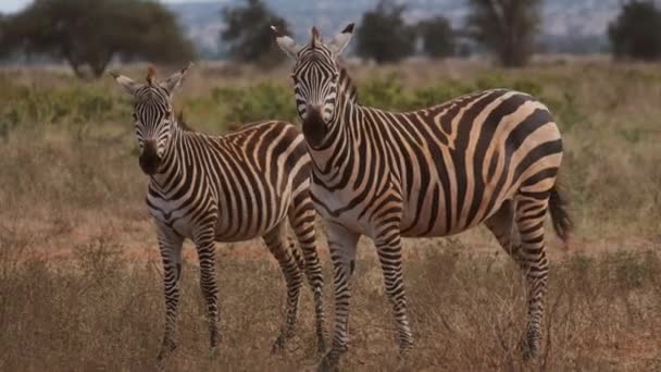 Zebras Walking Away Tsavo West Kenya Handheld Shot — Vídeo de stock