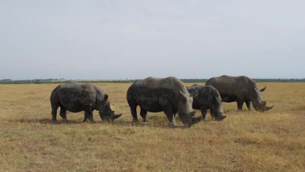Southern White Rhinos Grazing Pejeta Conservancy Kenya Handheld Shot 50Fps — Αρχείο Βίντεο