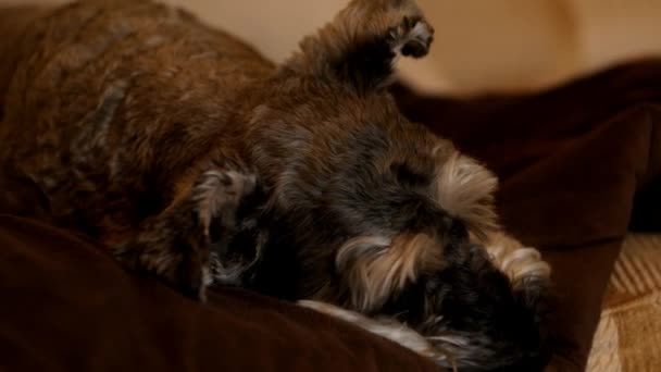 Uyuyan Minyatür Schnauzer Köpeği Kanepede — Stok video