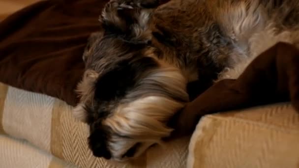 Uyuyan Minyatür Schnauzer Köpeği — Stok video