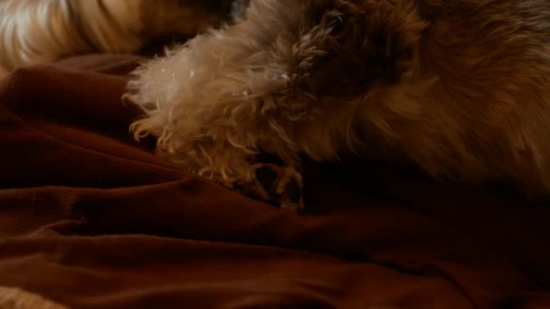 Snoozing Miniatura Schnauzer Perro — Vídeo de stock