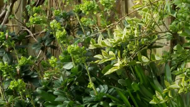 Friedlicher Garten Mit Pflanzen Lüftchen — Stockvideo