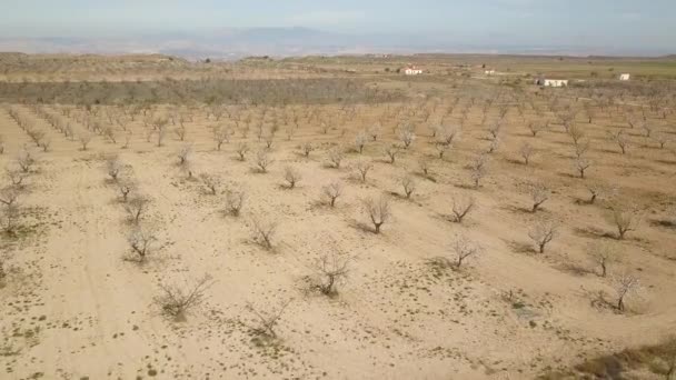 Aerial View Big Almond Tree Field Desert — Vídeo de stock