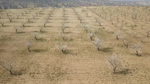 Foto Aérea Almendros Floreciendo Desierto — Vídeo de stock