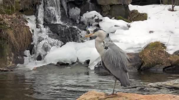 Heron Stojící Skále Uprostřed Rybníka — Stock video