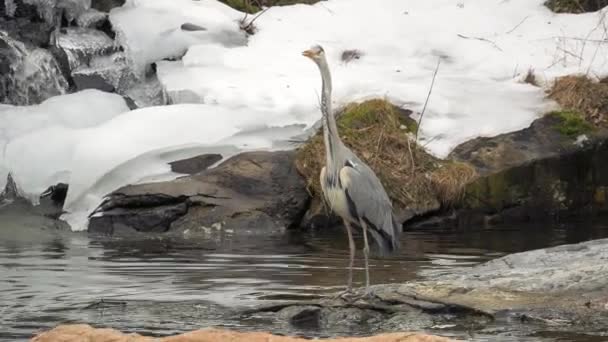 ヘロンは冬に池の真ん中の岩の上に立つ — ストック動画