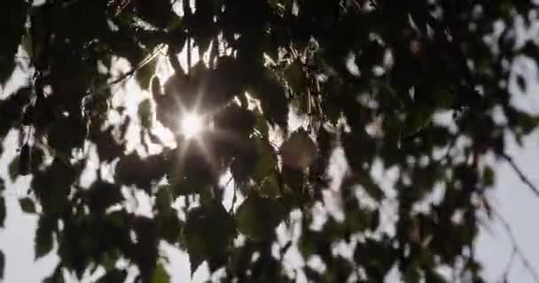 Sunlight Shines Leaves Tree — Stockvideo