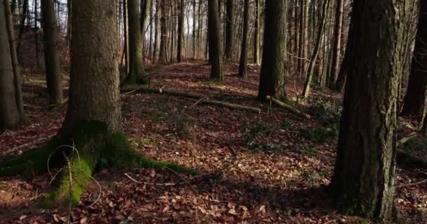 Yukarı Doğru Küçük Bir Orman Yapraklarla Kaplı Zemin — Stok video