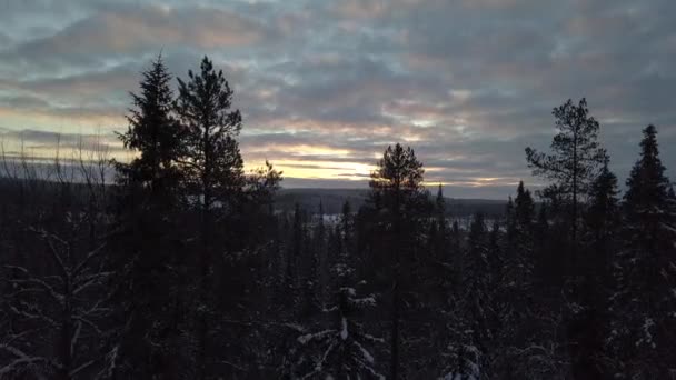Frozen Forest Kuusamo Lapland Finland Aerial Shots Mid Winter Day — 비디오