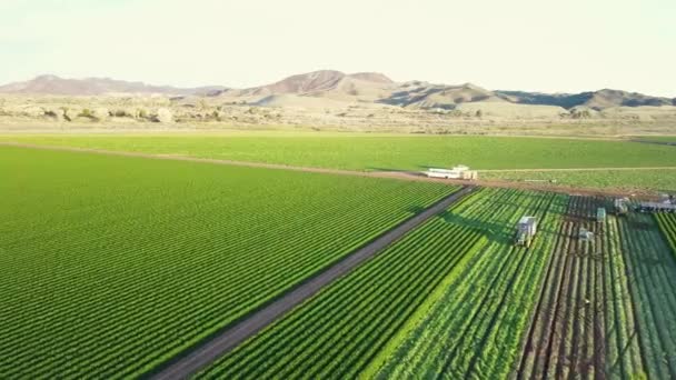 Flygfoto Gröna Växter Nära Coloradofloden — Stockvideo